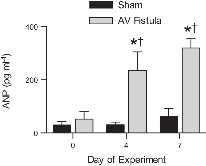Graph showing that atrial natriuretic peptide increased in fetuses with an arterio-venous fistula.