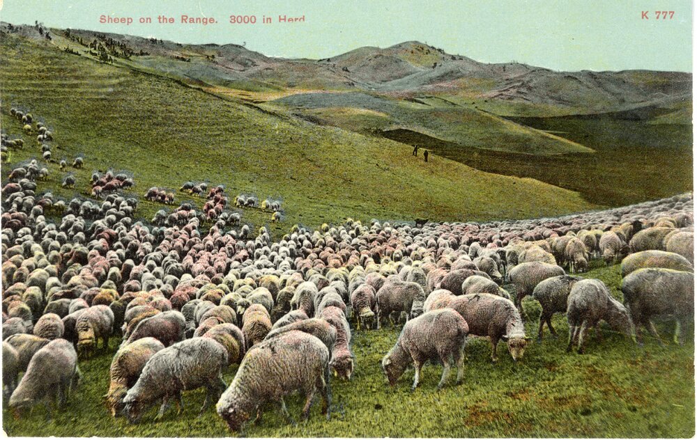 Image from Montana State Library, "Sheep on the Range, 3000 in a Herd" CC0